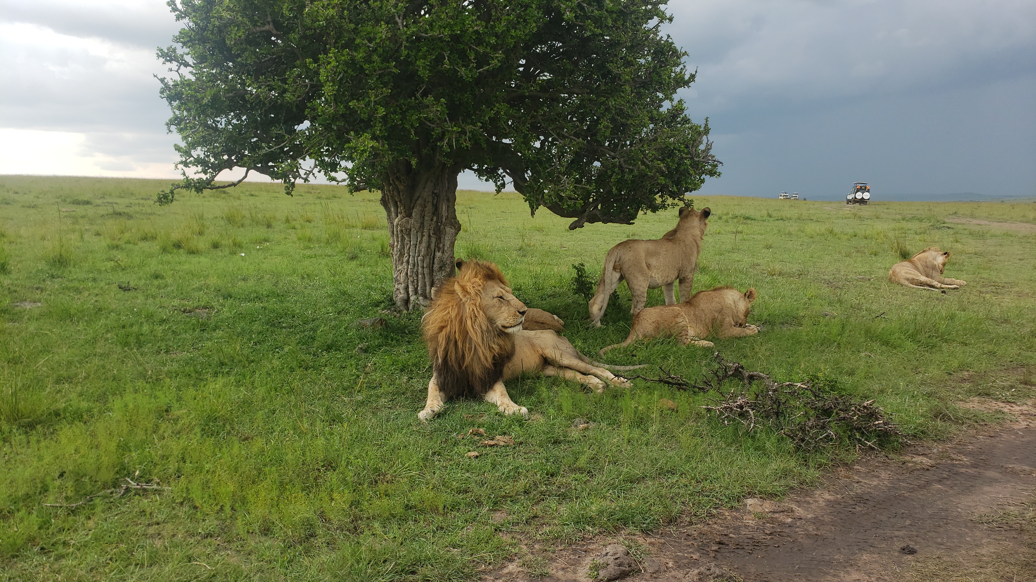 THE GREAT MIGRATION SAFARI.